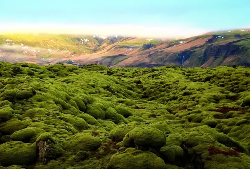 Eldhraun mossy lava field with mountains and far away waterfalls in the background. 