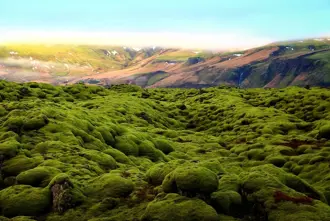 Eldhraun mossy lava field with mountains and far away waterfalls in the background.
