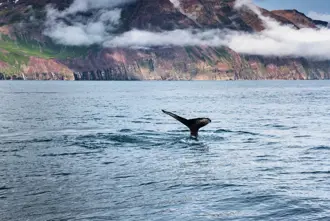 Whale Seen In Iceland Large
