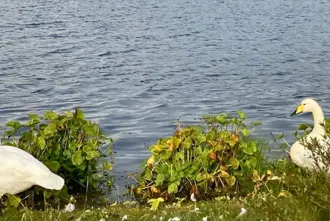 Hljomskalagardurinn Tjornin Swans Closeby Bsi Bus Terminal Reykjavik Iceland.