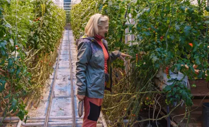 A woman in outdoor clothing inspects ripe and unripe cherry tomatoes growing inside a greenhouse at Friðheimar in Iceland.