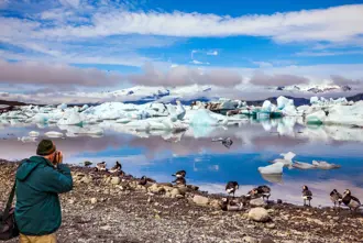 Jökulsárlón glacier lagoon birdlife at the coast captured by a nearby photographer.