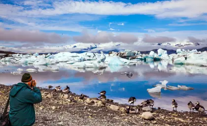Jökulsárlón glacier lagoon birdlife at the coast captured by a nearby photographer.