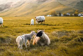 Sheep At Golden Circle Iceland Large