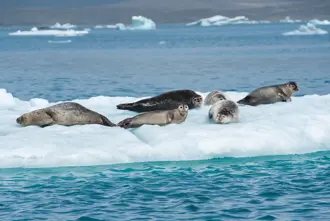 Group of seals resting on floating ice at Jökulsárlón Glacier Lagoon, surrounded by blue glacial waters in Iceland.