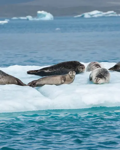 Group of seals resting on floating ice at Jökulsárlón Glacier Lagoon, surrounded by blue glacial waters in Iceland.