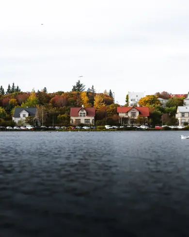 View of Tjörnin Lake, pond in Reykjavik, with houses in the far background nestled within trees in background.