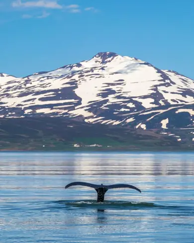 Whale Spotting Near Reykjavik Iceland Large