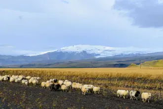 Sheep With Eyjafjallajokull In Background Iceland Large