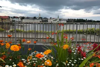 Flowers With Tjornin Lake Views In Reykjavik Iceland Large