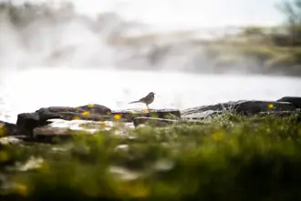 Small bird perched on rocks near the geothermal waters of the Secret Lagoon in Flúðir, Iceland, with morning steam rising around and warm sunlight illuminating the scene.