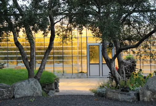 Friðheimar tomato farm outside the greenhouse with two trees by the entrance.