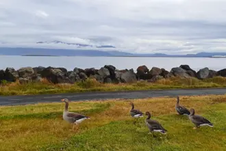 Geese Nearby Kvika Footbath Medium