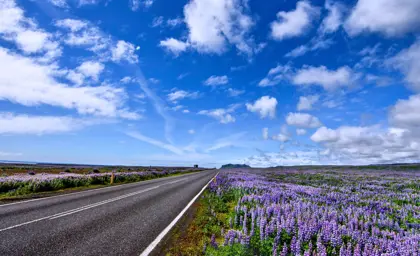 Lupines at the side of the ring road under a blue sky as seen on a 6 day self drive tour of Iceland.