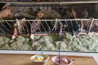 Efstidalur Ice Cream Farm Reykjavik Iceland Medium1000x667