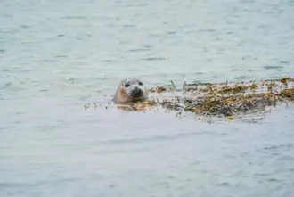 Seal Nearby Raudasandur In West Iceland Medium1600x1067