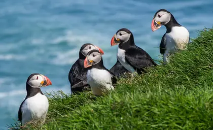 Group of colorful Atlantic puffins perched on a grassy cliffside with the ocean in the background during nesting season in Iceland