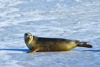 Seal On Iceberg In Jokularlon Glacier Lagoon Medium1600x1067