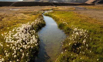 A peaceful stream in Landmannalaugar surrounded by blooming wildflowers and distant hills in the highlands of Iceland.