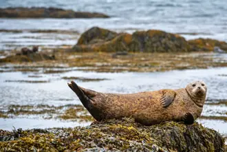 Seal Lounging At Ytri Tunga On Snaefellsnes Peninsula Iceland Medium1600x1067
