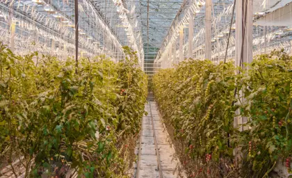 Golden sunlight glowing through crystal-clear glacier ice with tourists walking along Diamond Beach in Iceland at sunset.