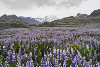 Lupine Field With Mountains And Glaciers In Background Iceland Large