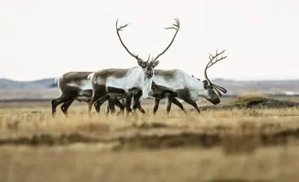 Reindeer East Iceland Large1920x2400