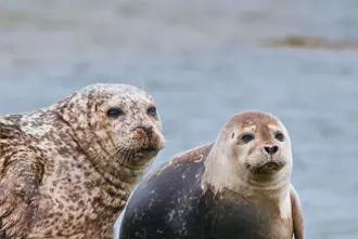 Seals At Illugastadir On Vatnsnes Peninsula Medium1600x1067