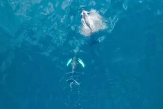 Whales Swimming Top View Into Ocean Iceland Large