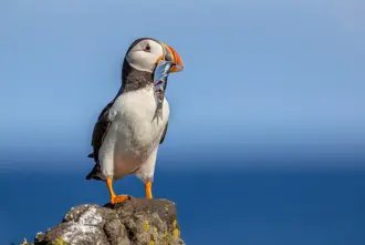 A puffin bird standing on a rock, holding a fish in its beak with the ocean in the background, captured in Iceland.