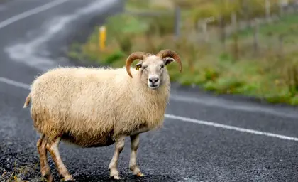 Icelandic sheep standing on a road near green mountains, under a blue sky with clouds, captured during a Journey Around Iceland tour