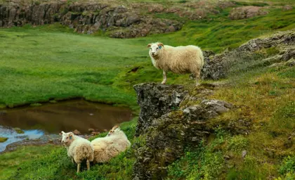 Sheep Free Iceland Rocky Fields Medium1600x1067