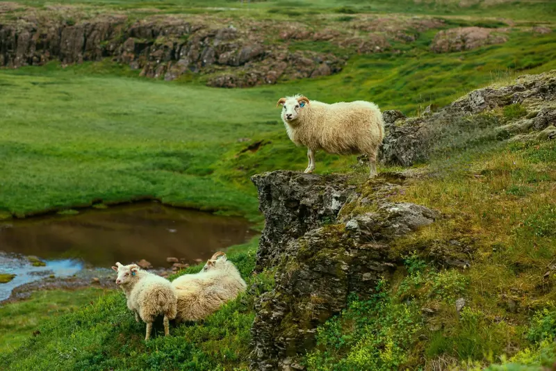 Sheep Free Iceland Rocky Fields Medium1600x1067