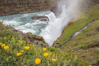 Gullfoss Yellow Flowers Visitors Iceland Large